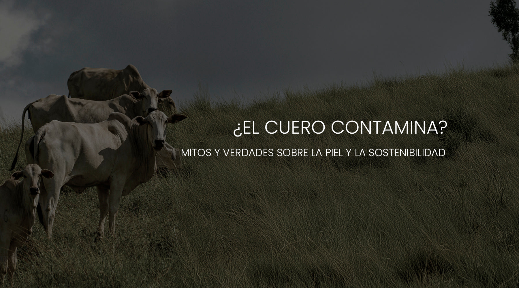 Descubre si el cuero es realmente contaminante, qué pasa con el cromo y por qué la piel puede ser una opción sostenible para marcas de calzado y marroquinería.